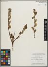 Foto von Salix planifolia Pursh